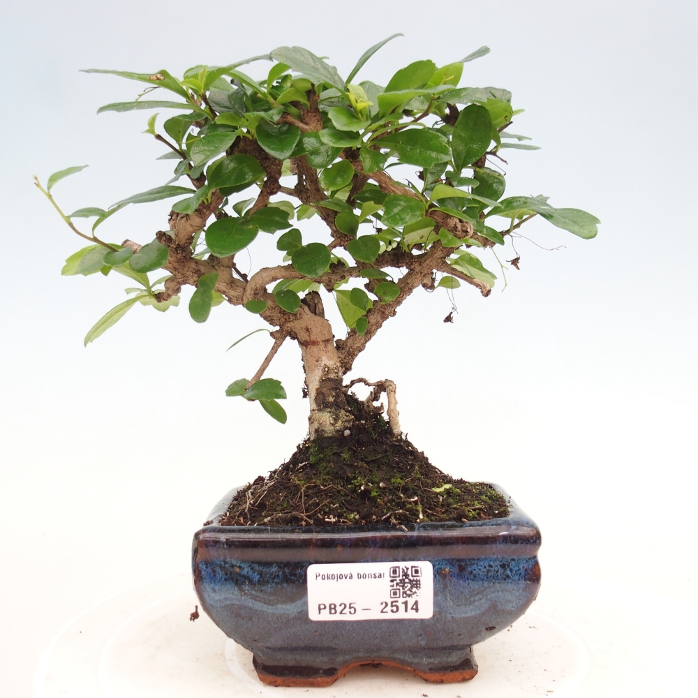 Bonsai wewnętrzne - Carmona makrophylla - Herbata Fuki