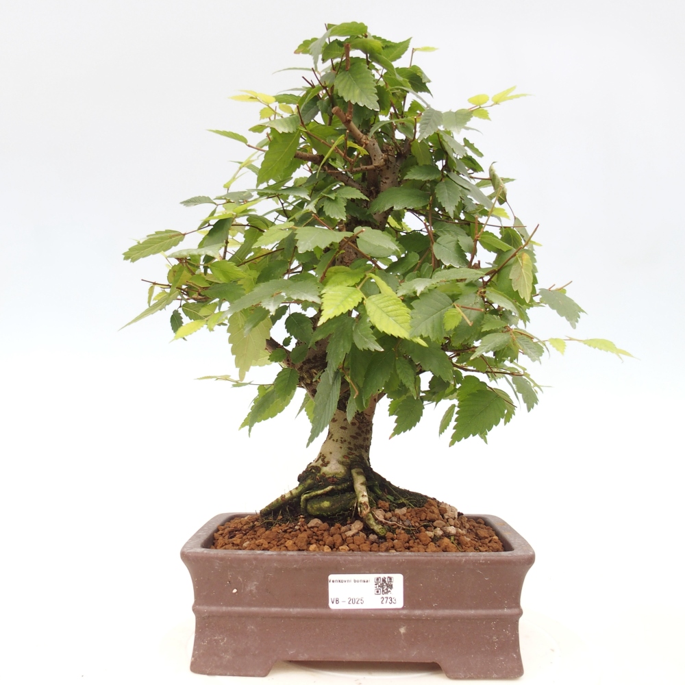 Bonsai na zewnątrz - Zelkova - Zelkova serrata