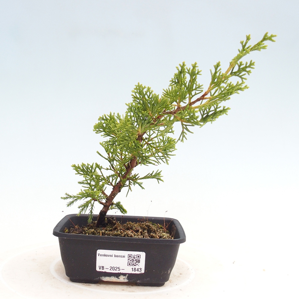 Outdoor bonsai - Juniperus chinensis Itoigawa - Jałowiec chiński