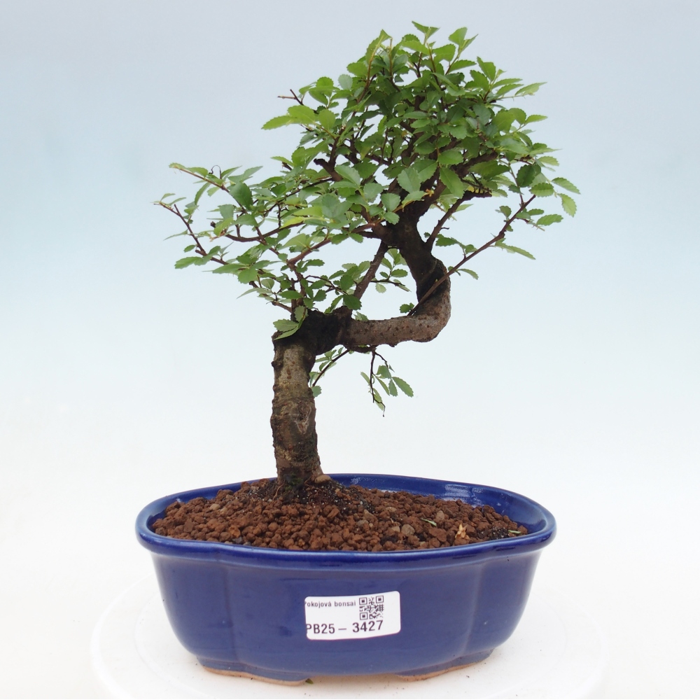 Pokój bonsai - Ulmus parvifolia - Wiąz drobnolistny
