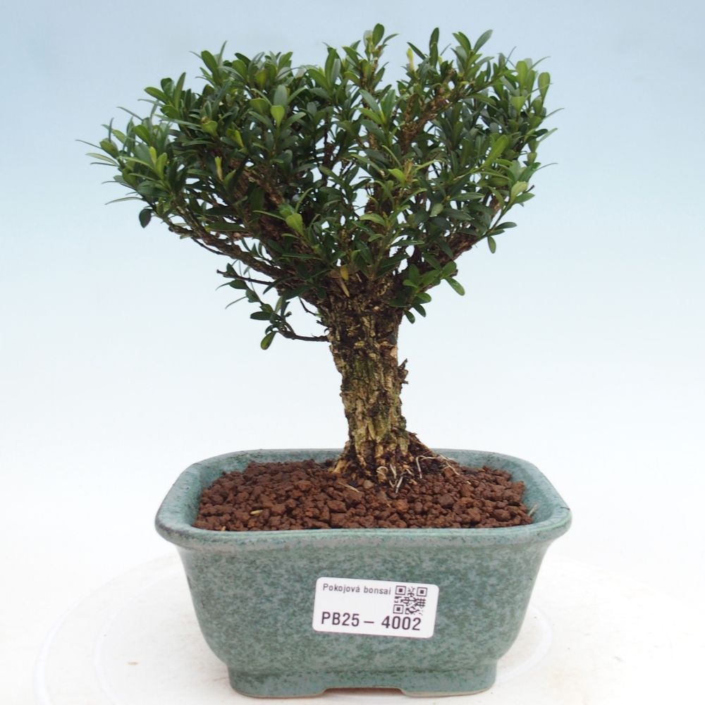 Bonsai pokojowe - Buxus harlandii - buxus korkowy