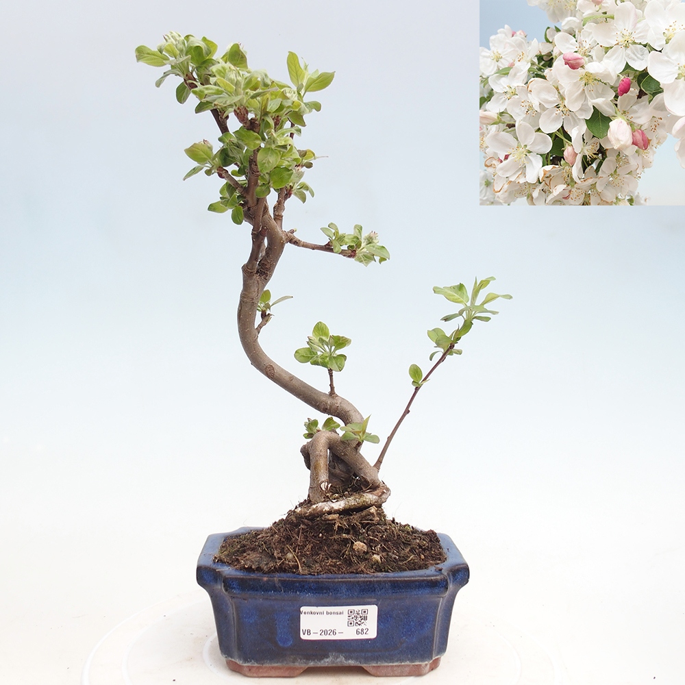 Outdoor bonsai - Malus halliana - Jabłoń drobnoowocowa