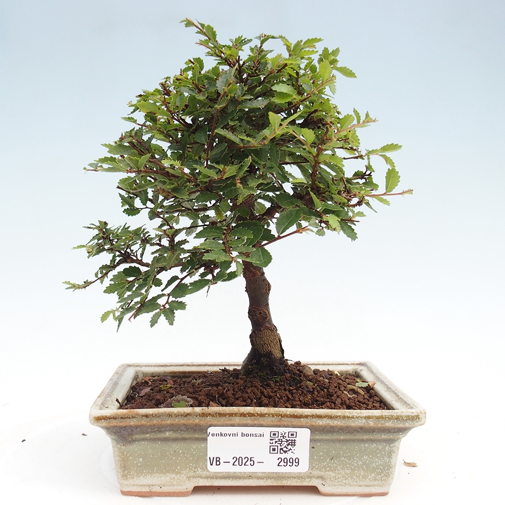 Bonsai zewnętrzne - Ulmus parvifolia Sagei - Wiąz drobnolistny