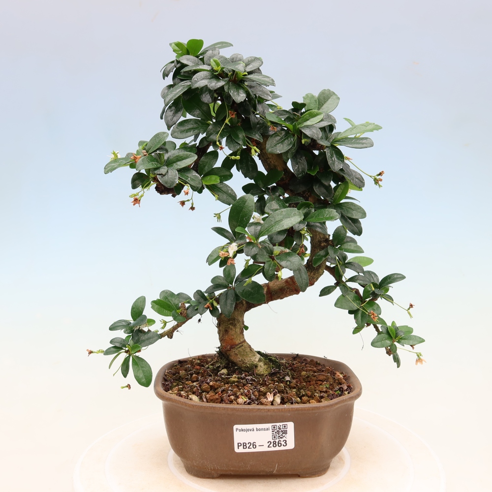 Bonsai pokojowe - Carmona macrophylla - Tea fuki