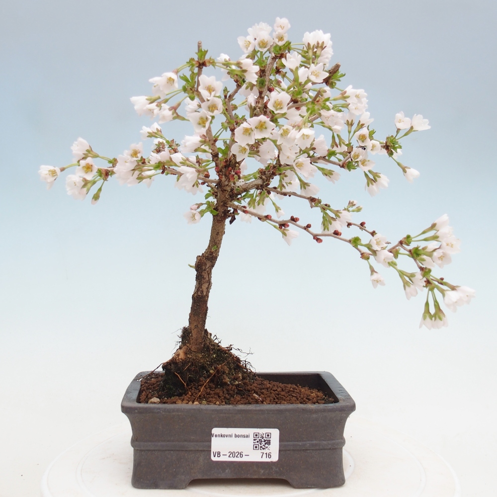 Outdoor bonsai - Prunus incisa Kojou-no mai-Plivon wycięty