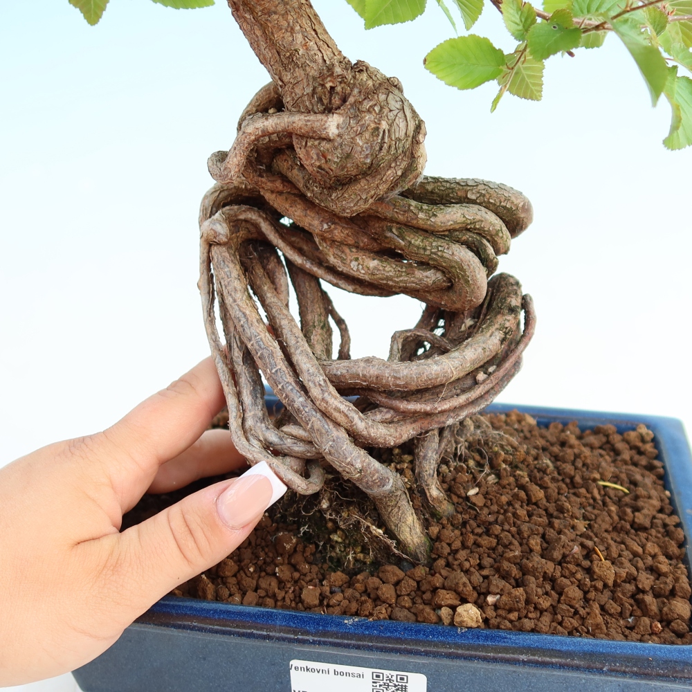 Outdoor bonsai - Carpinus coreana - grab koreański