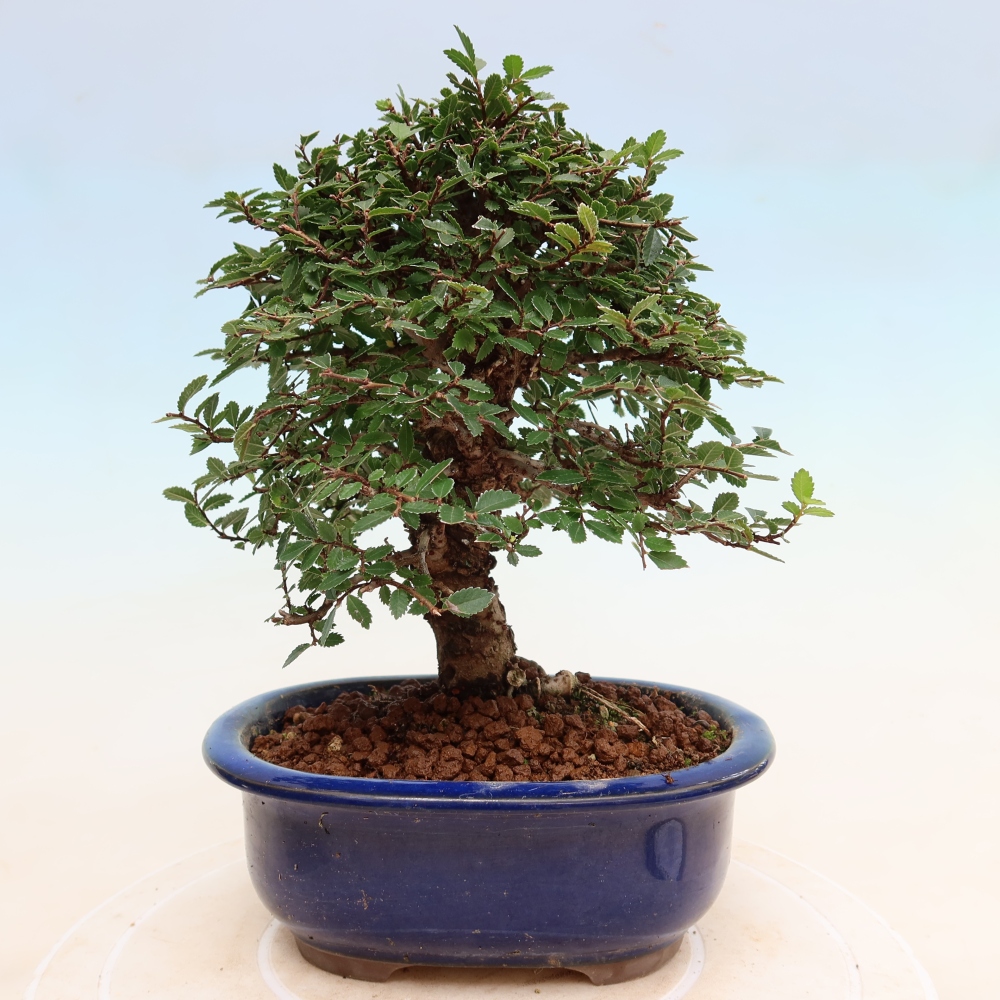 Bonsai zewnętrzne - Zelkova - Zelkova NIRE