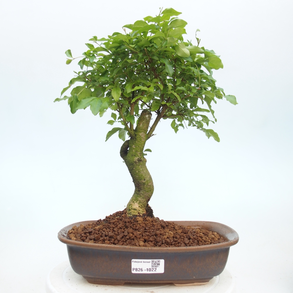 Pokój bonsai - Ligustrum chinensis - Dziób ptaka