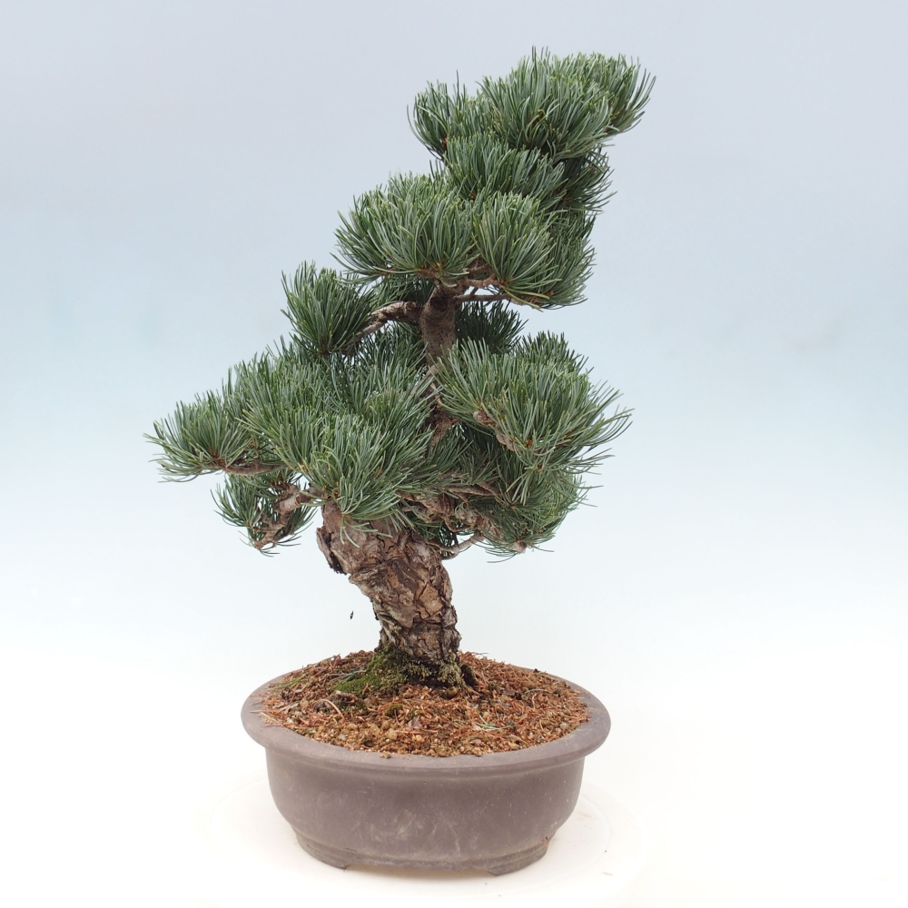 Outdoor bonsai - Pinus parviflora - Mała sosna