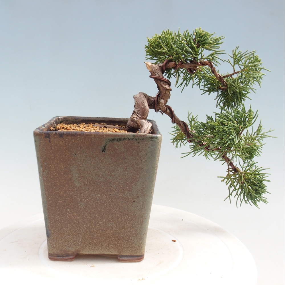 Outdoor bonsai - Juniperus chinensis Kishu