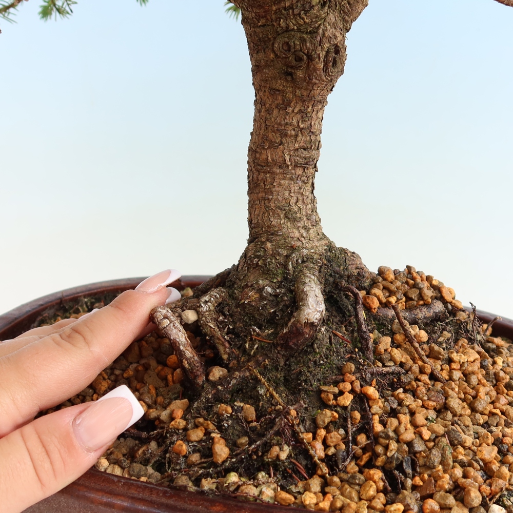 Bonsai ogrodowe – Picea glauca Echiniformis – Świerk szary