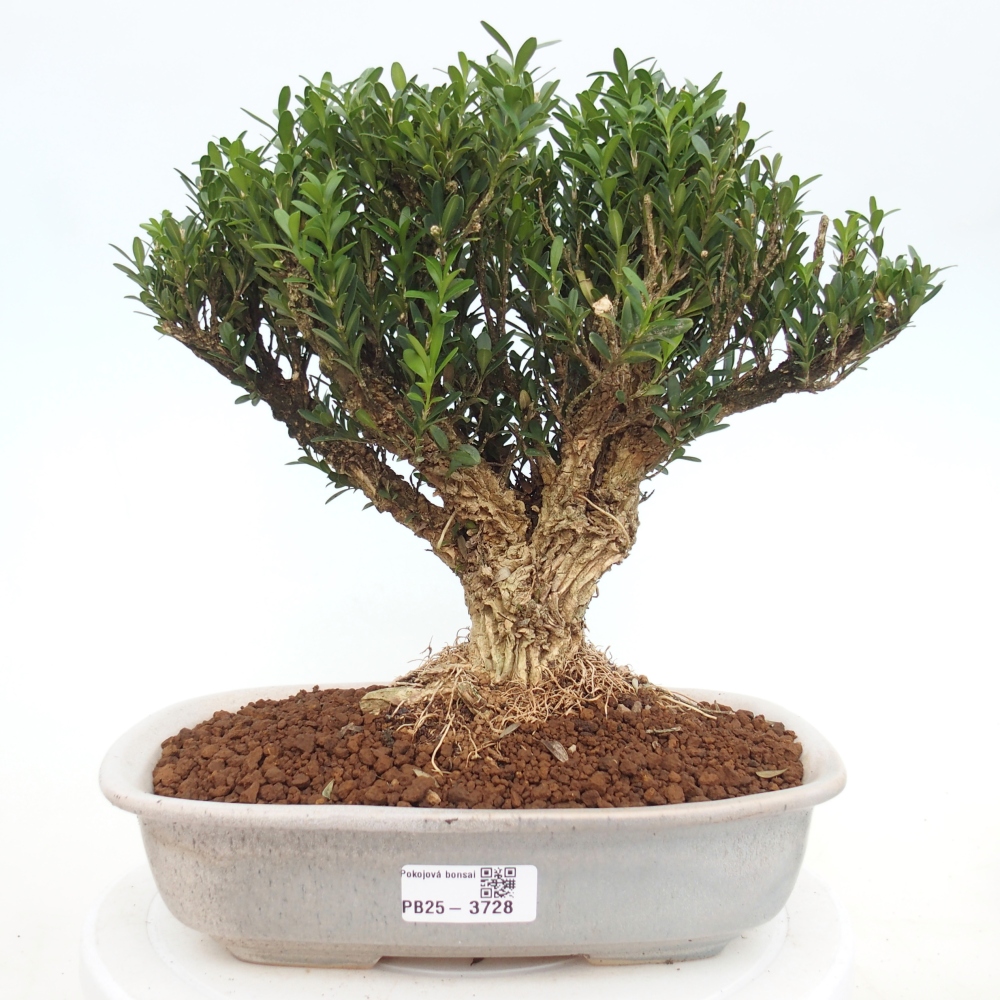 Pokój bonsai - Buxus harlandii - buxus korkowy
