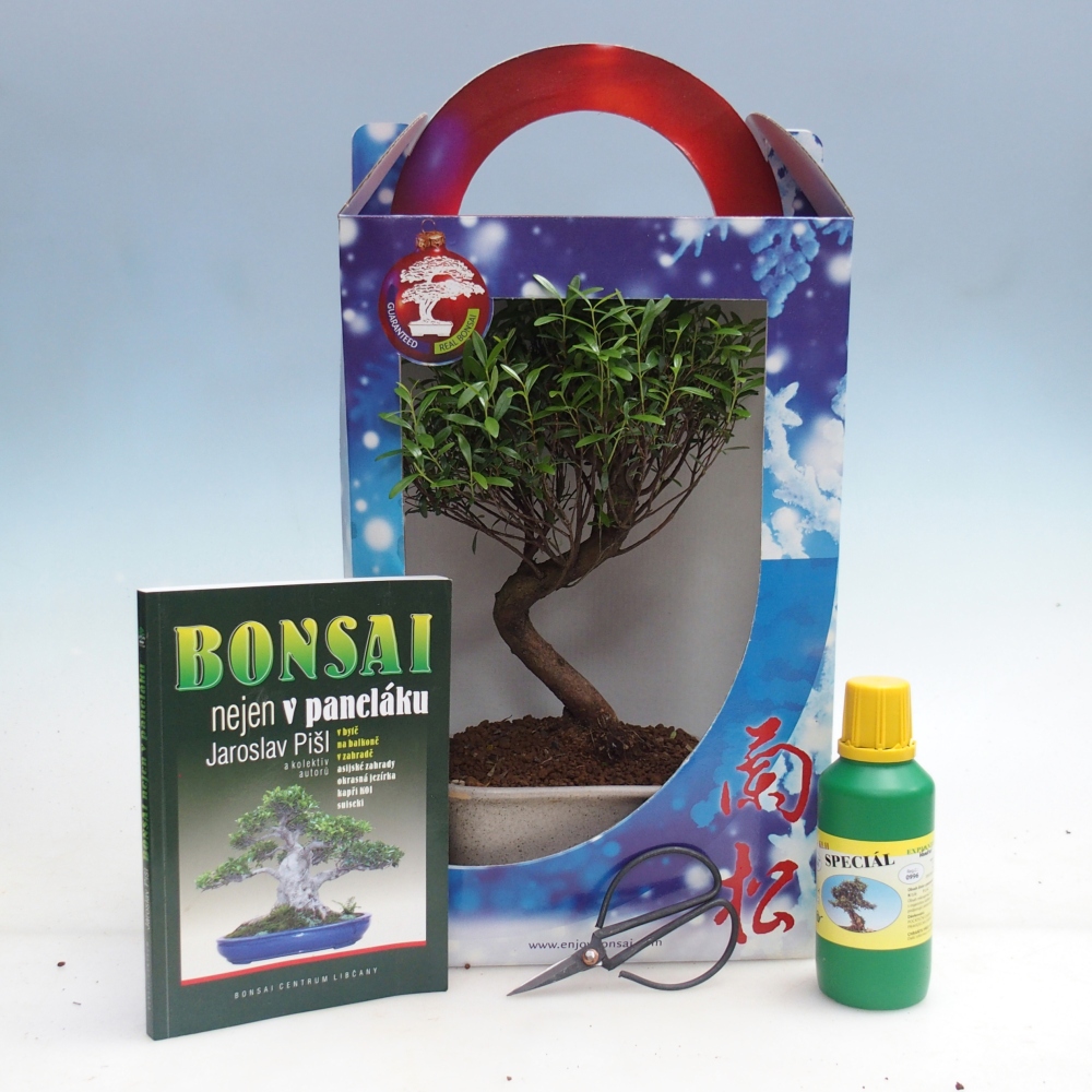 Kryte bonsai w pudełku upominkowym Syzygium - drzewko Pimento