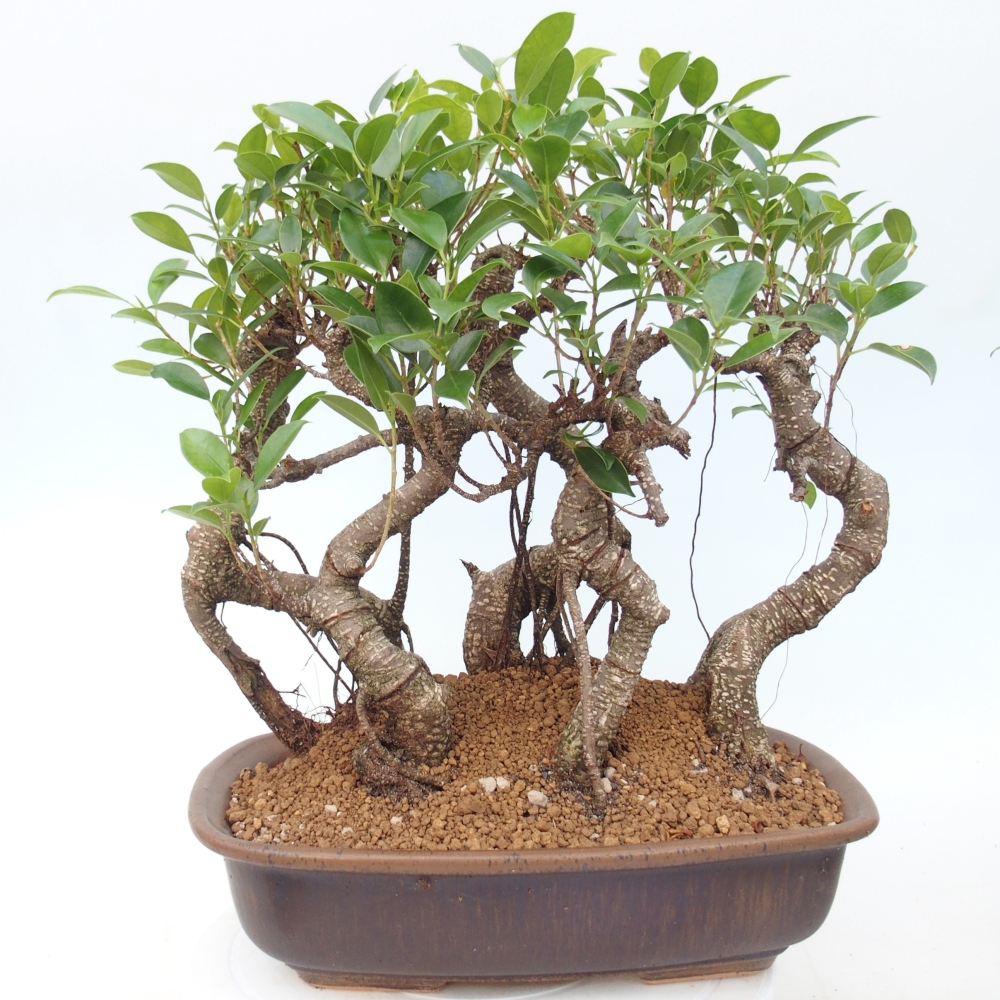 Pokój bonsai - Ficus kimmen - figowiec drobnolistny