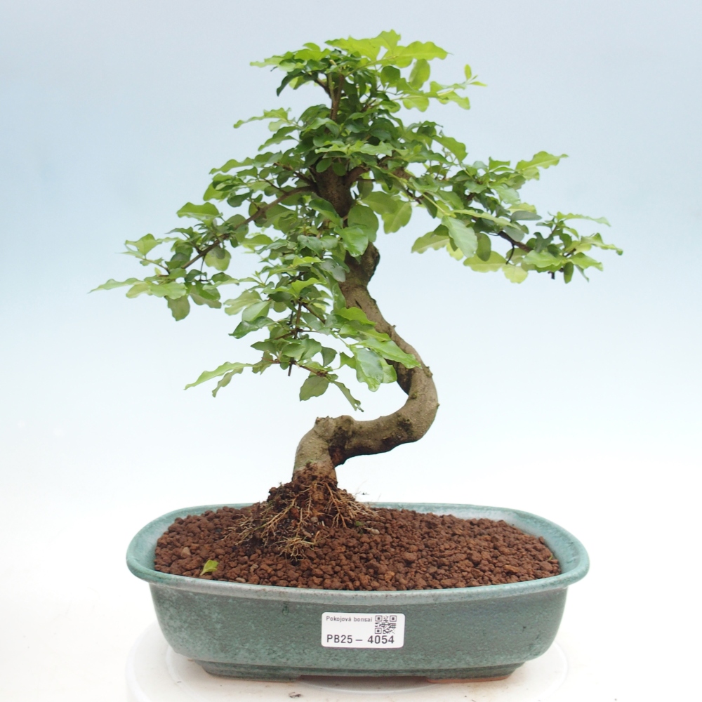 Pokój bonsai - Ligustrum chinensis - Dziób ptaka