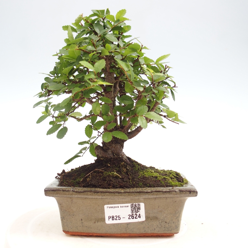 Kryty bonsai - Ulmus parvifolia - Wiąz drobnolistny