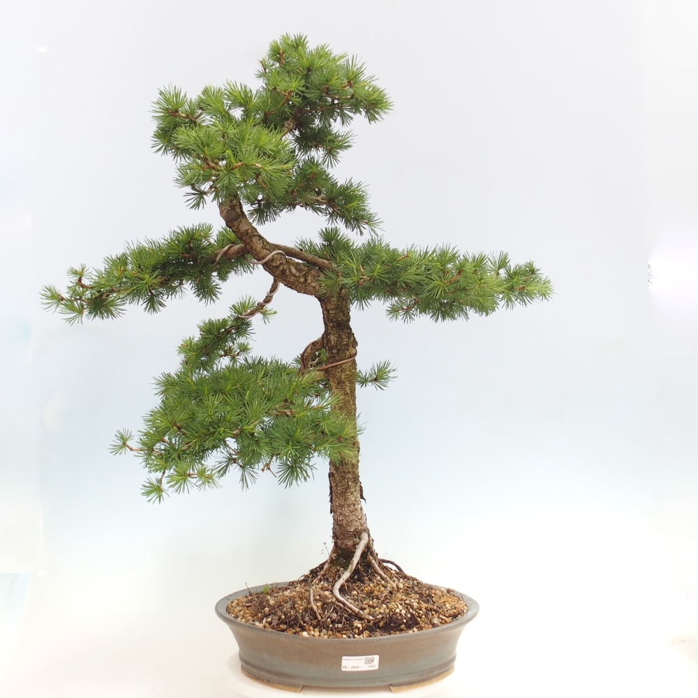 Bonsai zewnętrzne - Larix decidua - Modrzew