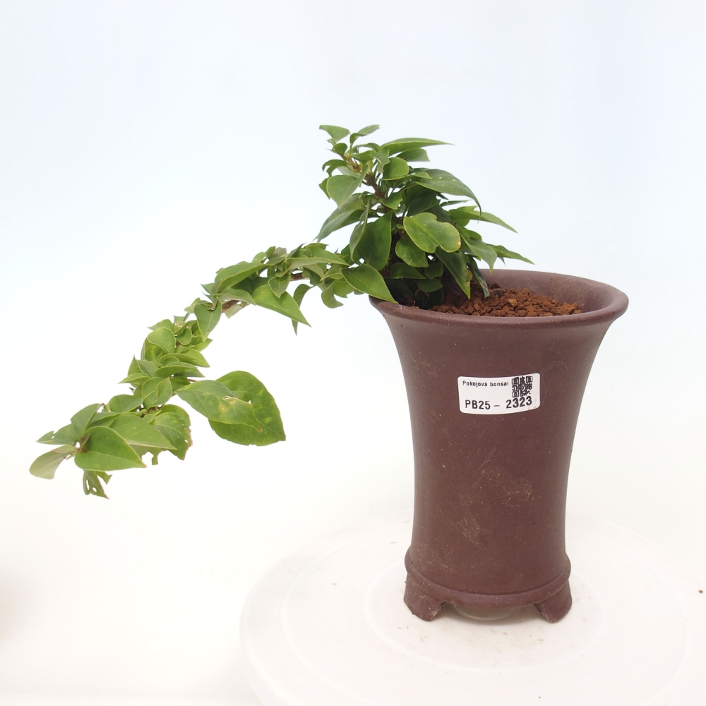 Bonsai do wnętrz - Bouganwilea