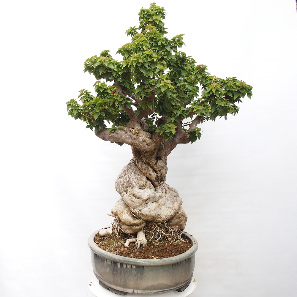 Kryte bonsai - Bouganwilea