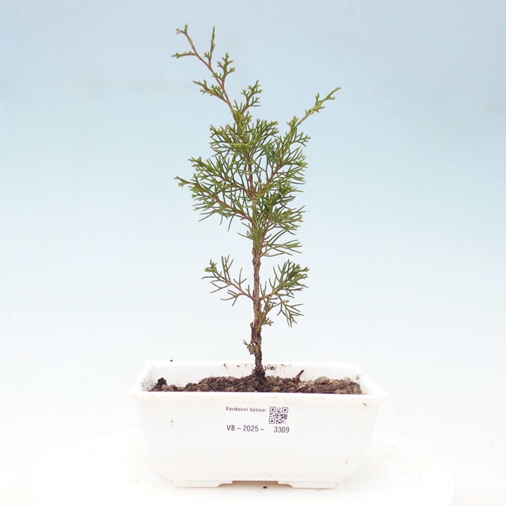 Outdoor bonsai - Juniperus chinensis Itoigawa - Jałowiec chiński