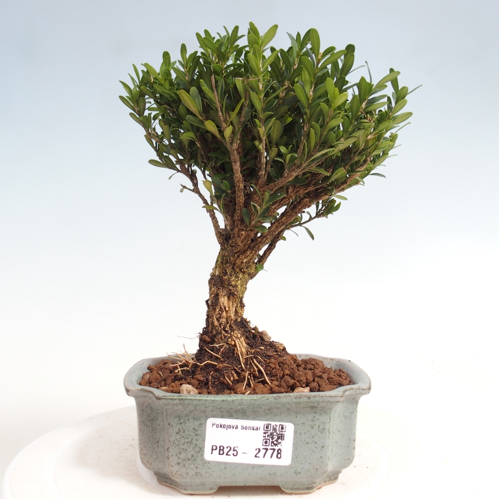 Pokój Bonsai - Buxus harlandii - Bukszpan korkowy