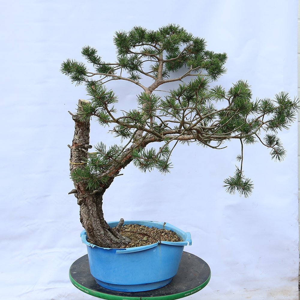Pinus sylvestris Hiszpania – sosna zwyczajna