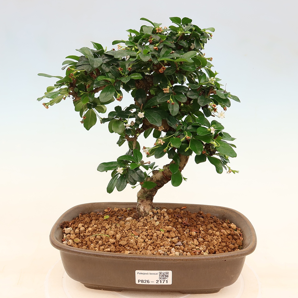 Bonsai pokojowe - Carmona macrophylla - Tea fuki