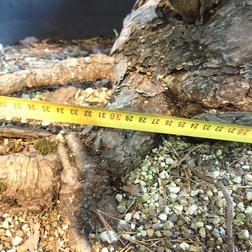 Yamadori - Pinus sylvestris Hiszpania