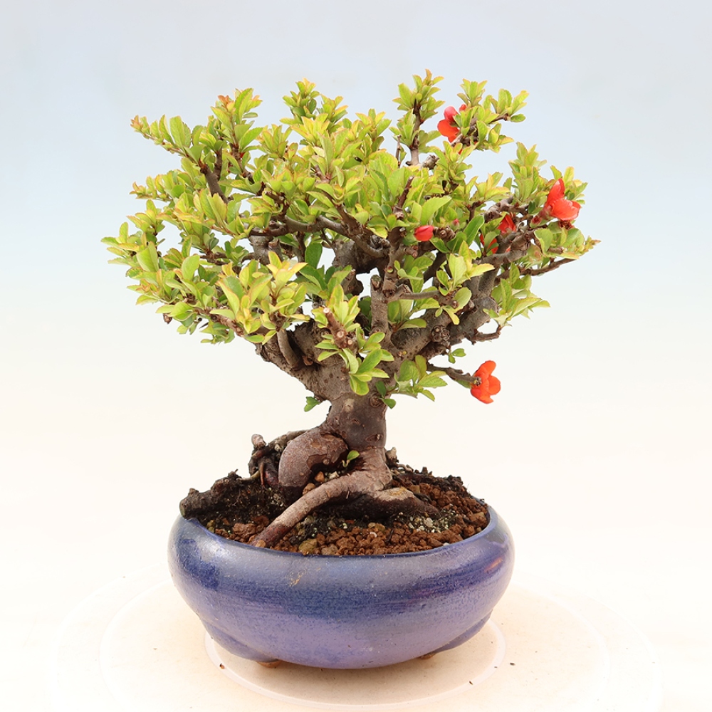 Bonsai zewnętrzne - Chaneomeles speciosa Chojubai