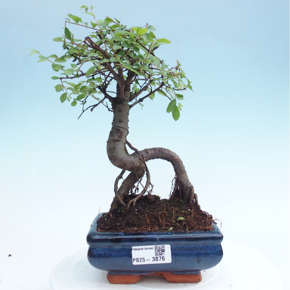 Pokój bonsai - Ulmus parvifolia - Wiąz drobnolistny