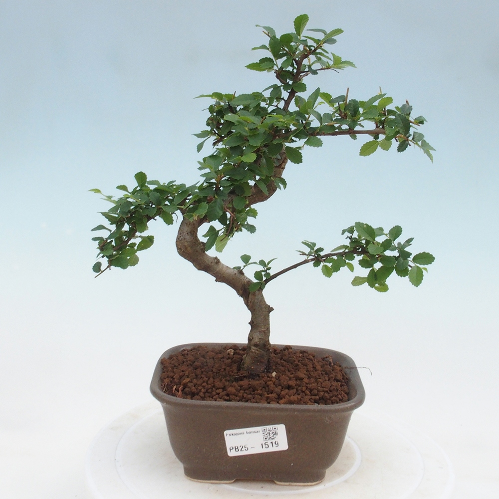 Bonsai wewnętrzne - Ulmus parvifolia - Wiąz drobnolistny