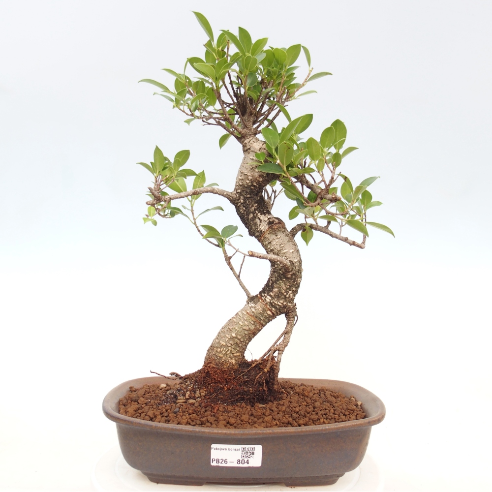 Kryty bonsai - kimono Ficus - figowiec drobnolistny