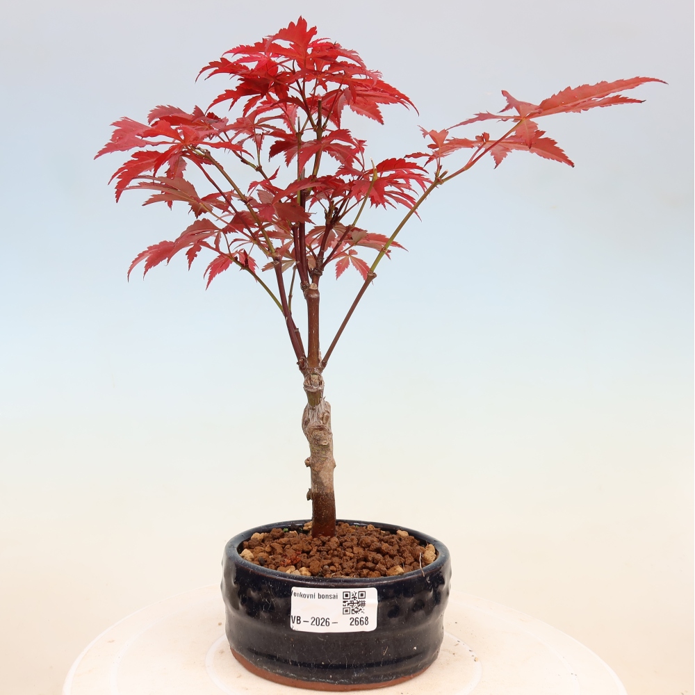Bonsai na zewnątrz - Palma Acer. Atropurpureum-Javor palmate
