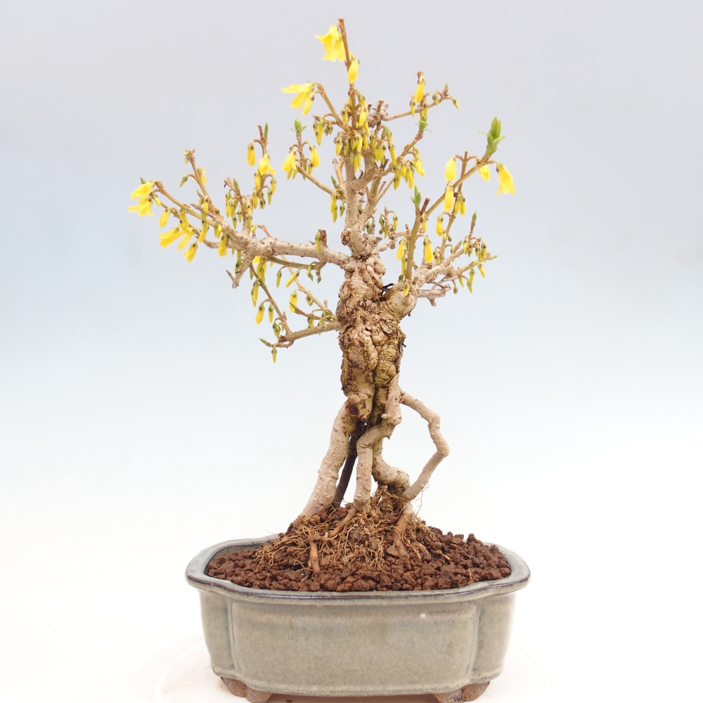 Outdoor bonsai - Zlatice - Forsycja koreańska