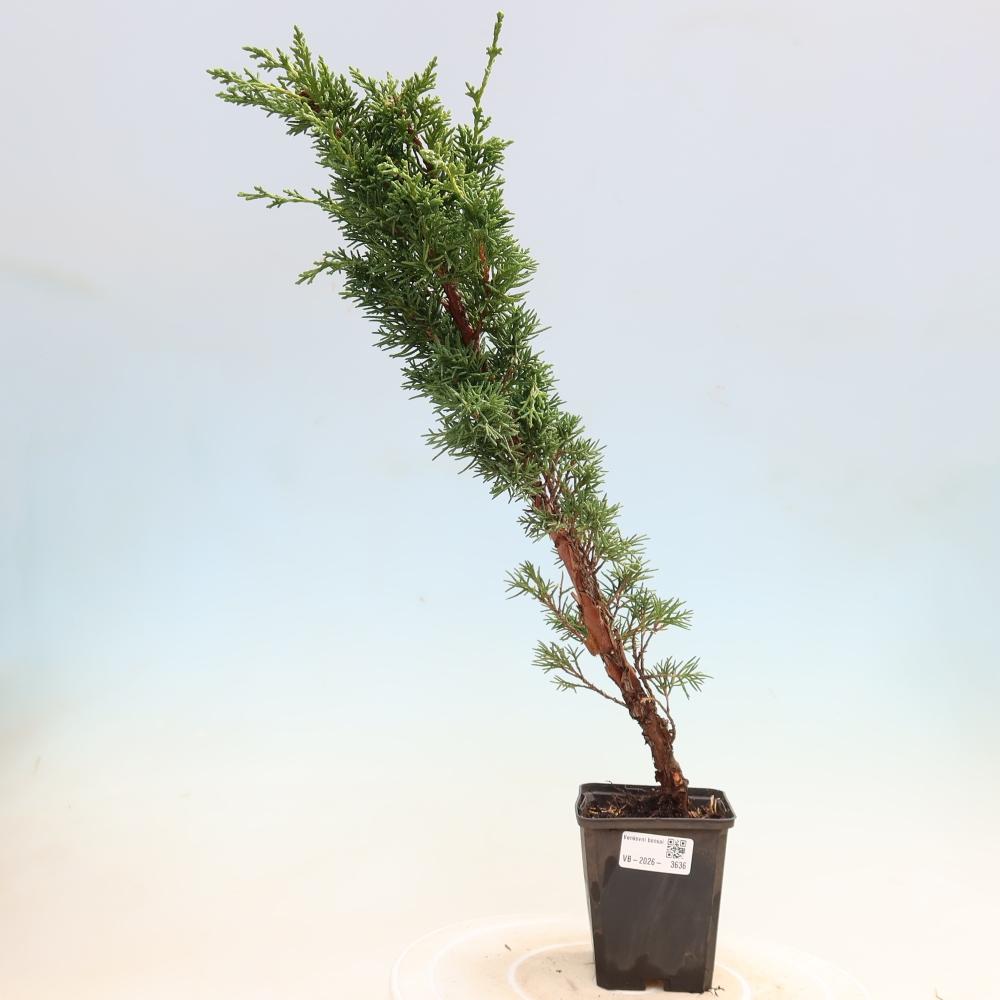 Outdoor bonsai - Juniperus chinensis Kishu