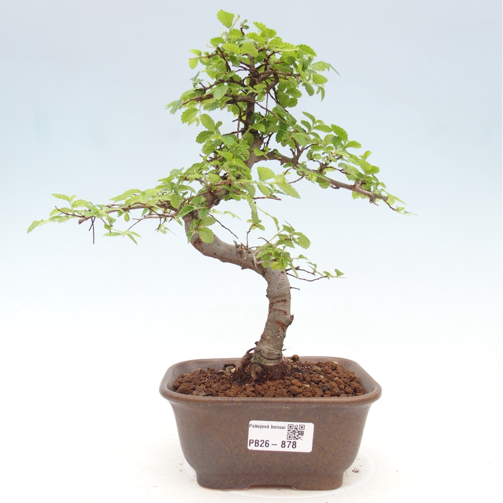 Pokój bonsai - Ulmus parvifolia - Wiąz drobnolistny