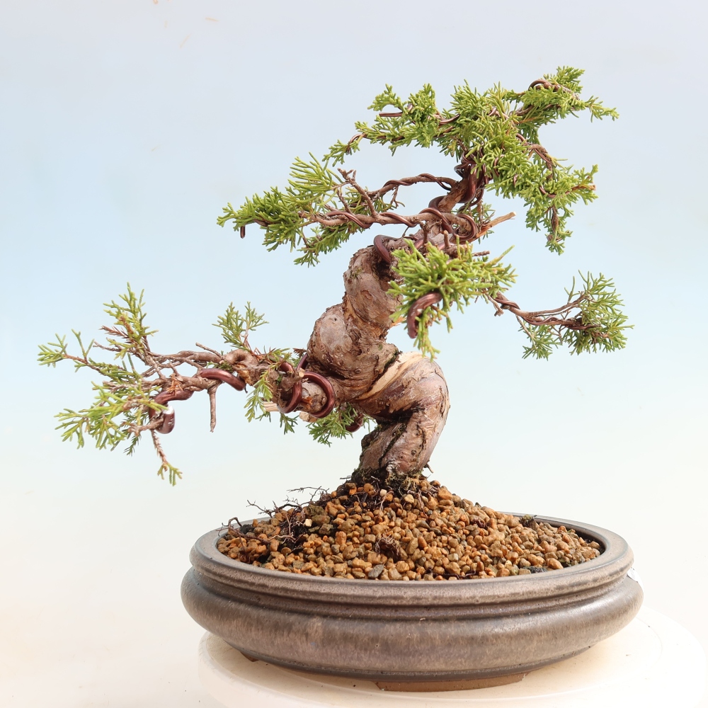 Bonsai ogrodowe – Juniperus chinensis Itoigawa – jałowiec chiński