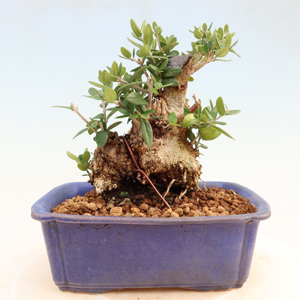 Bonsai do wnętrz - Olea europaea sylvestris