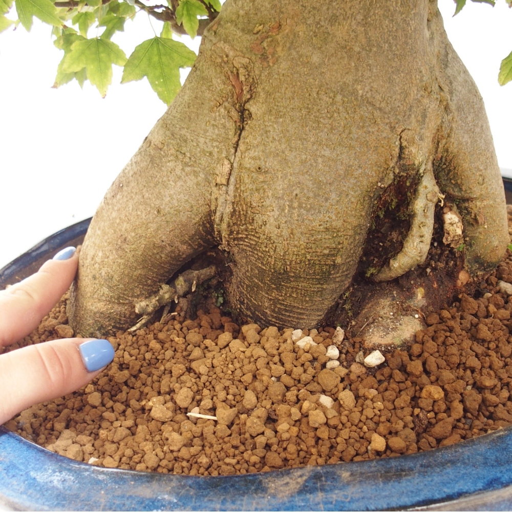 Outdoor bonsai - Maple Buergerianum - Burger Maple