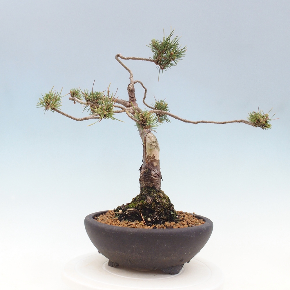 Outdoor bonsai - Pinus Sylvestris - sosna zwyczajna