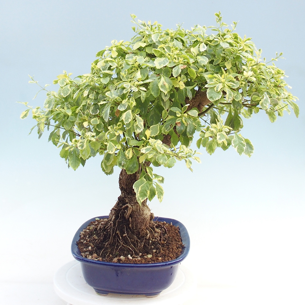 Bonsai wewnętrzne - Duranta variegata