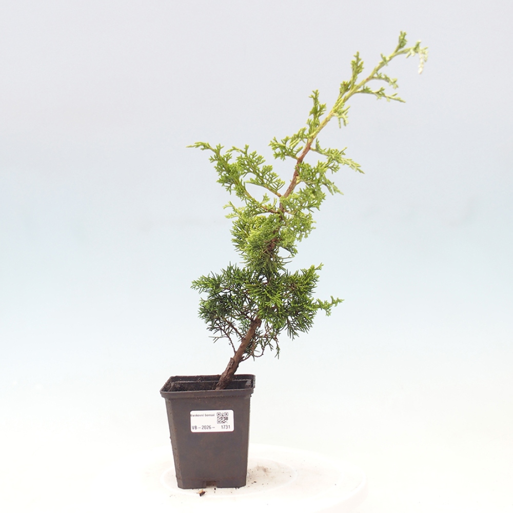 Outdoor bonsai - Juniperus chinensis Itoigawa