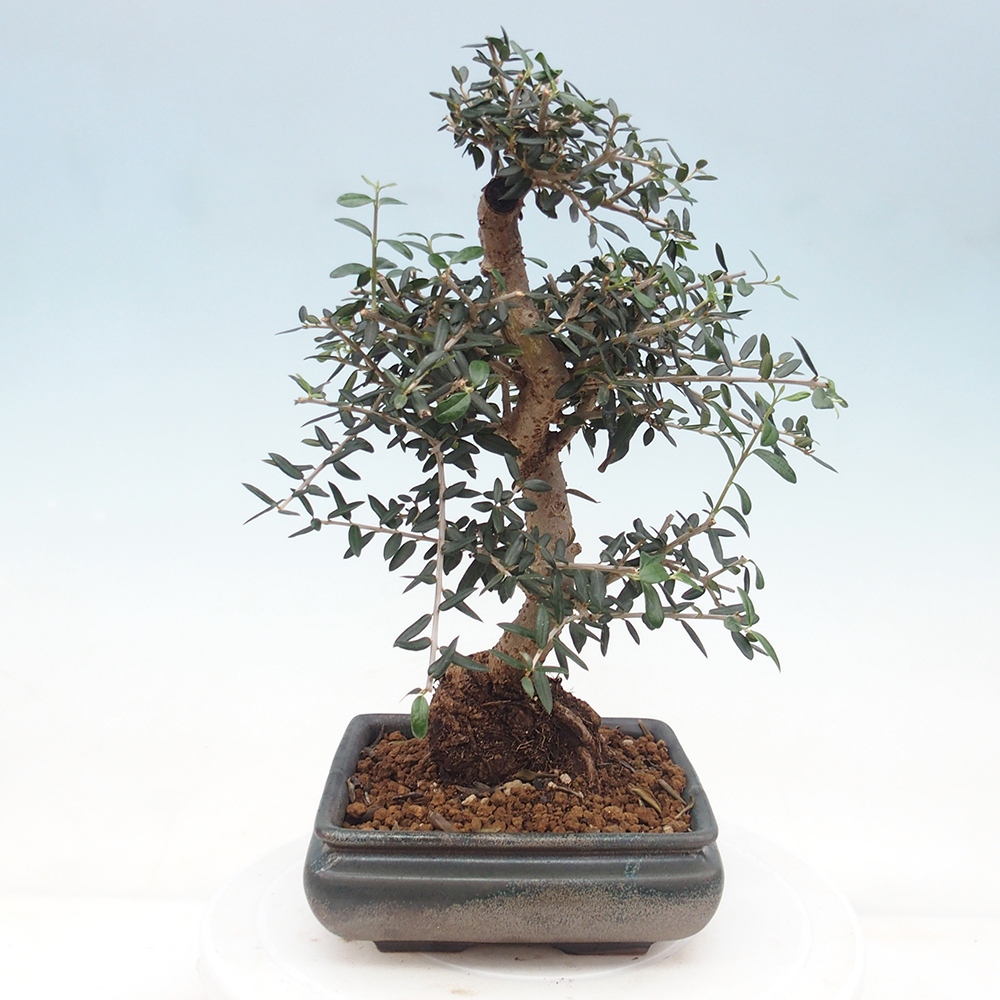 Bonsai do wnętrz - Olea europaea sylvestris