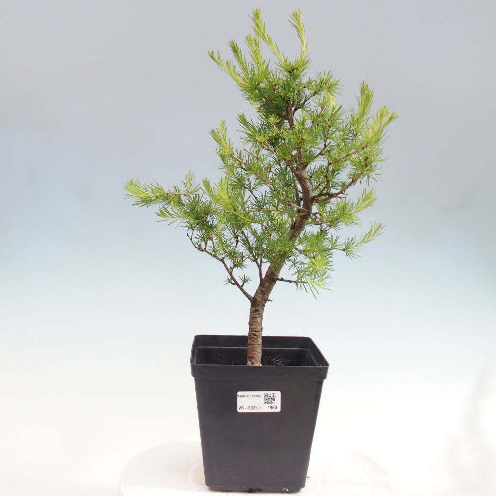Bonsai zewnętrzne - Larix decidua - Modrzew
