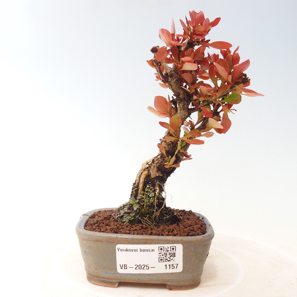 Outdoor bonsai - Berberis thunbergii Kobold - Dřištál Thunberg's