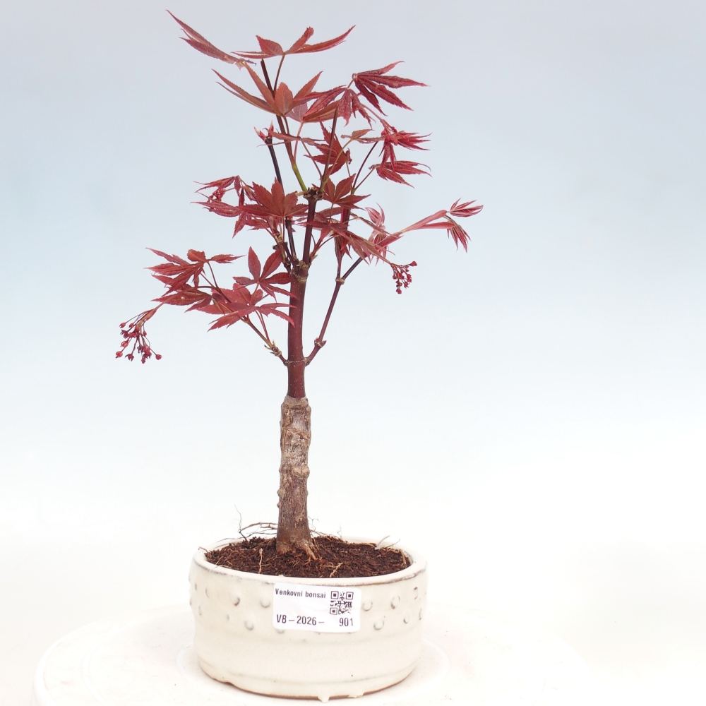 Outdoor bonsai - Palma Acer. Atropurpureum-Javor palmate