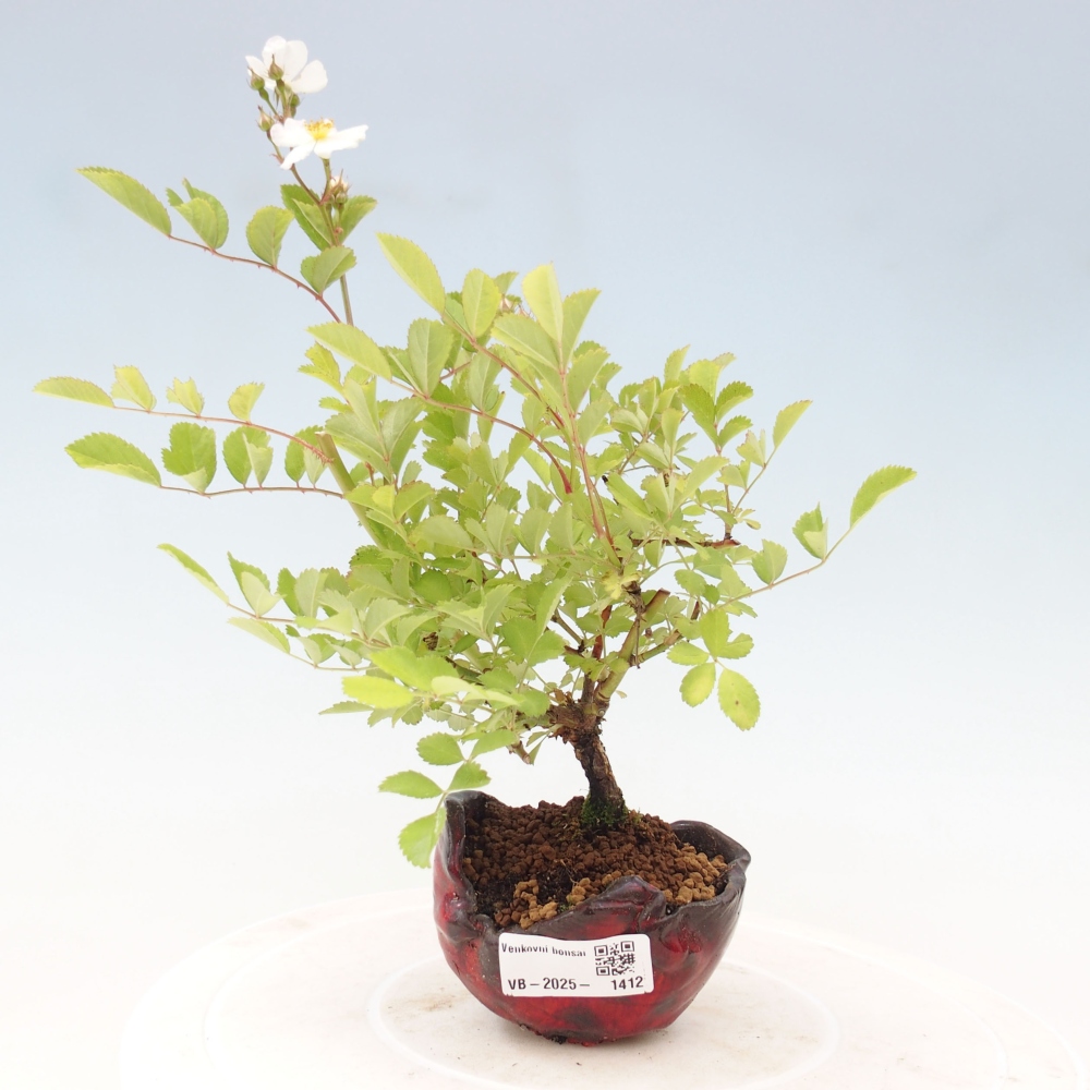 Bonsai na zewnątrz - Rosa sp. - róża drobnokwiatowa