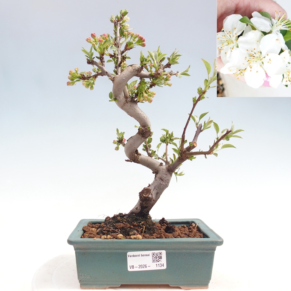 Outdoor bonsai - Malus sargentii - Jabłoń drobnoowocowa