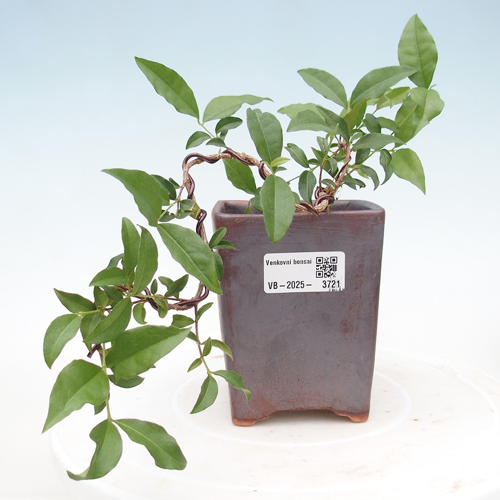 bonsai pokoju - wiśnia Malpighia coccigera- Barbdorská