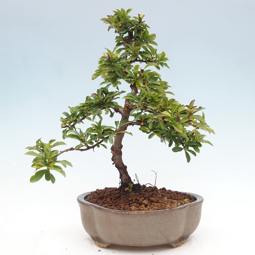 Outdoor Bonsai-Pyracanta Teton-Piekarnia